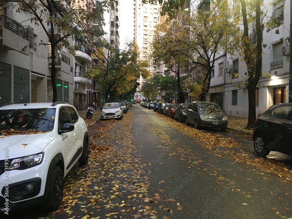 cars on the street in autum