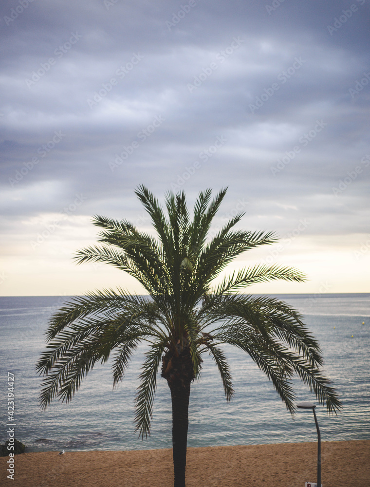 Imagen de palmeras en un dia de verano europeo