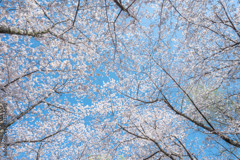 満開の桜の花