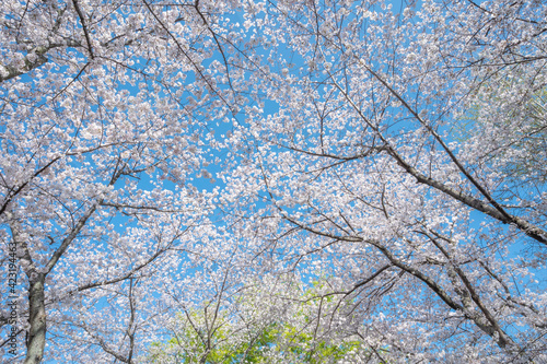 満開の桜の花 © Chiristsumo