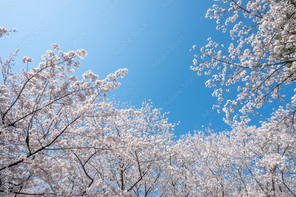 満開の桜の花