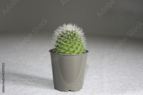 cactus in a gray vase