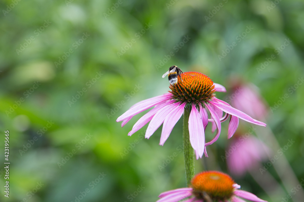 Bee sitting on echinacea flower close up Bee sitting on echinacea flower close up