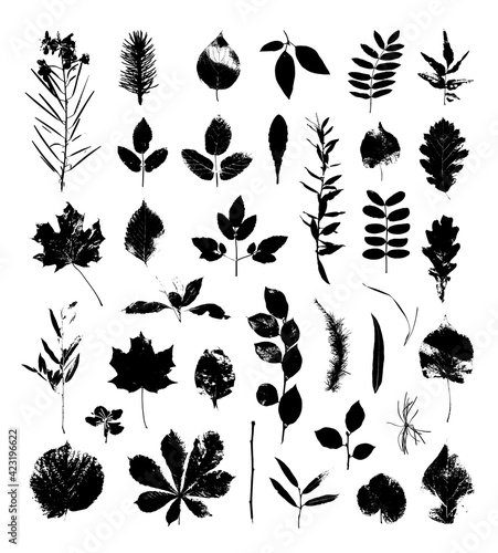Set of Leaves