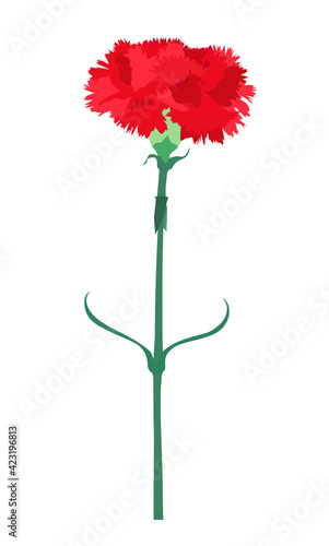 Carnation flower isolated on white background. Vector Illustration