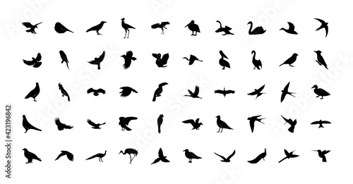 Wild Birds Collection