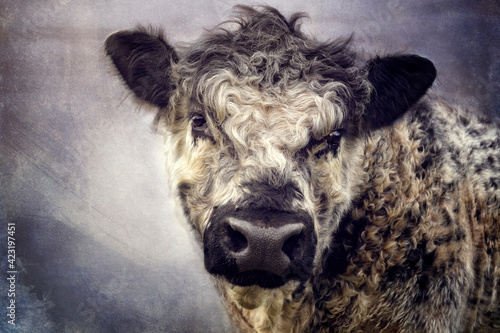 galloway rind
