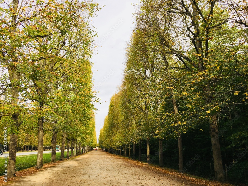 フランスの並木道