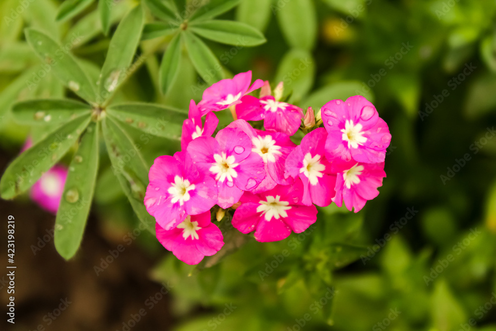 pink flowers in green background in sunny day