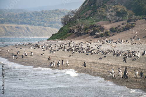 magellan penguins, martillo island, ushuaia, beagle channel, patagonia, argentina, south america, 