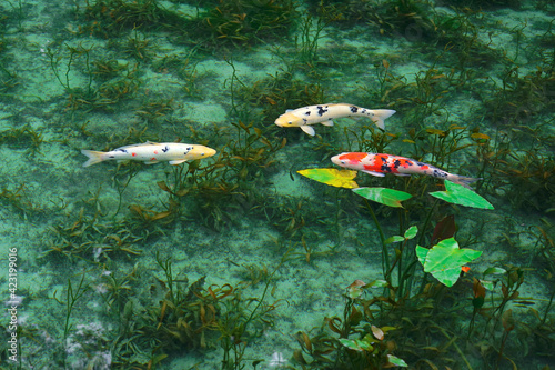 Fotografie Monet's pond, Seki City, Gifu Pref., Japan