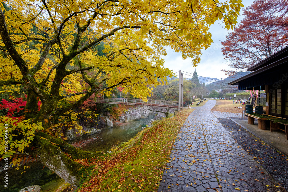 Yellow blossom in Sarutobi Sentsubo George Yellow blossom in Sarutobi Sentsubo George