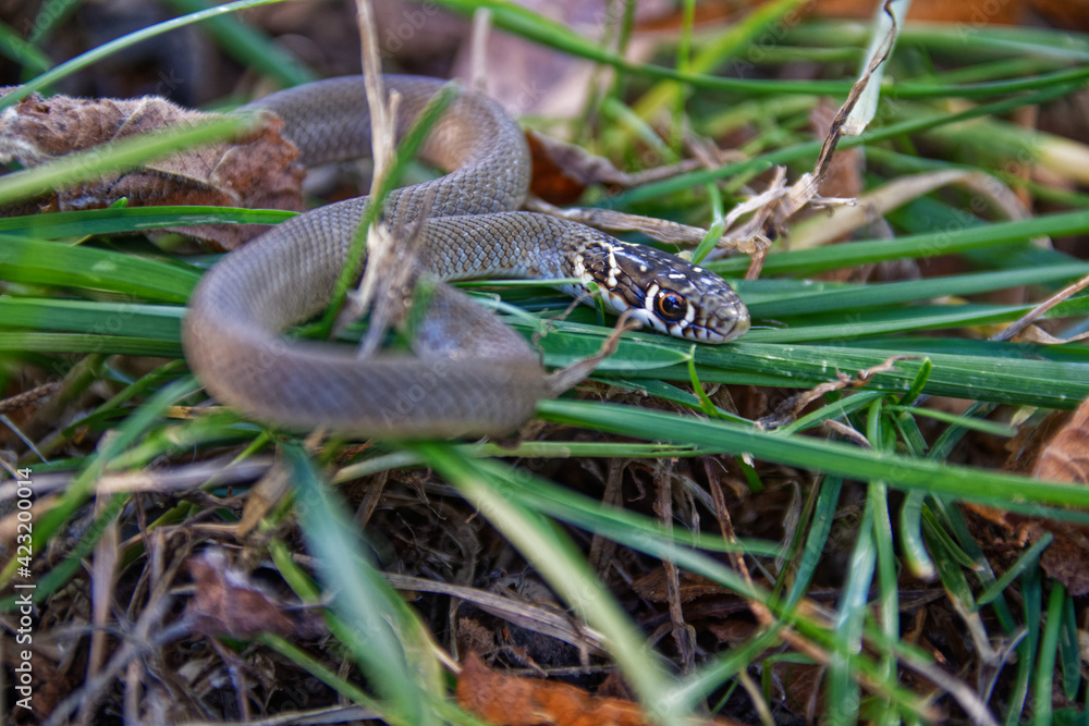 Obraz premium Grass snake, latin name : Natrix natrix. tiny non-venomous colubrid snake snake on grass