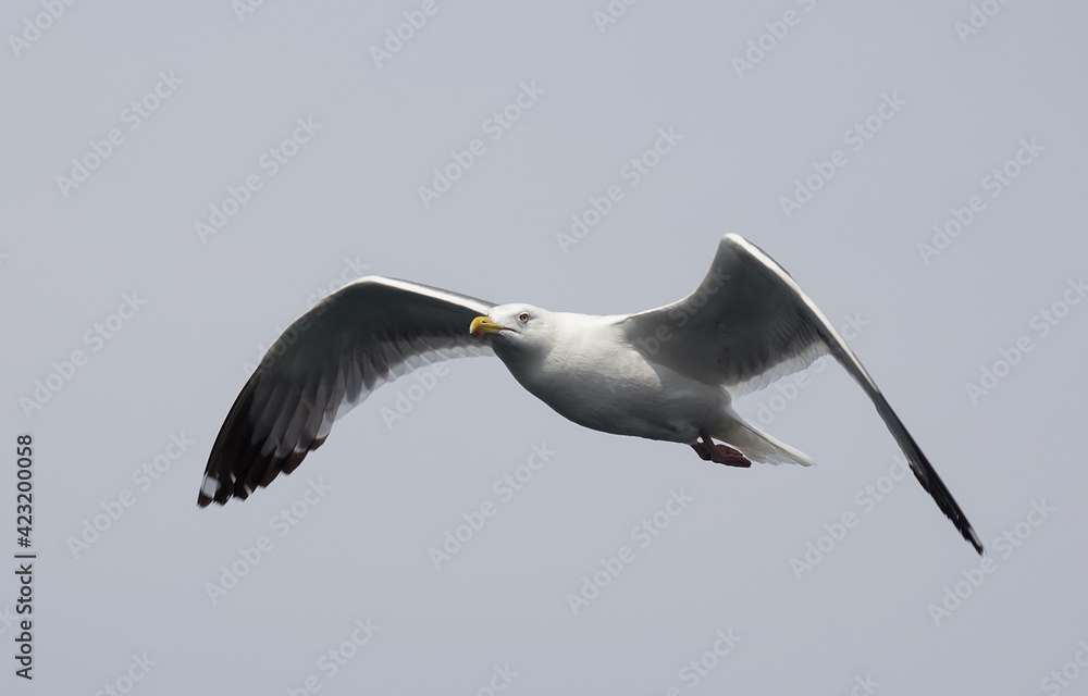 Portrait of white seagull flying in the sky. Flight of gull. Portrait of white seagull flying in the sky. Flight of gull.