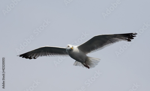 White seagull flying in the sky. Flight of gull.