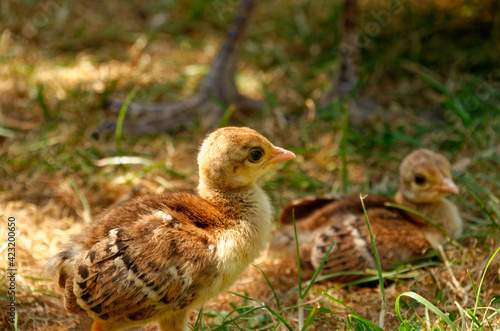 Indian peacock chick, common peafowl chick, or blue peafowl chick. close up of the head of an Pavo cristatus chick.