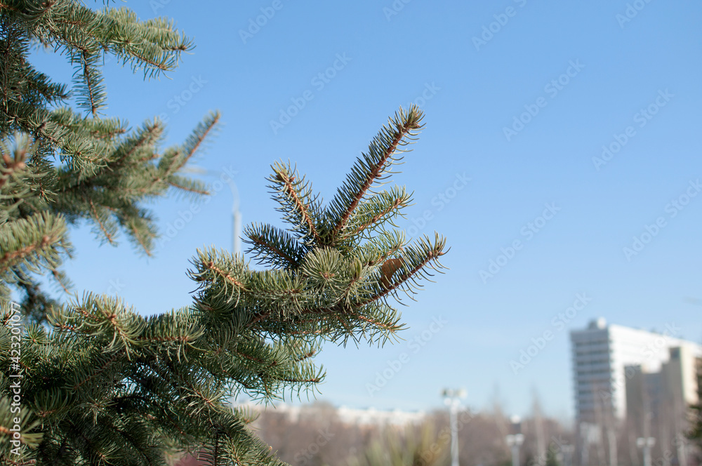 Close-up of a green spruce branch on a blurred background. Pine branch against the blue sky. Close-up of a green spruce branch on a blurred background. Pine branch against the blue sky.