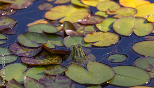 Fototapeta Naklejka Na Ścianę i Meble -  Bullfrog in pond with lily pads