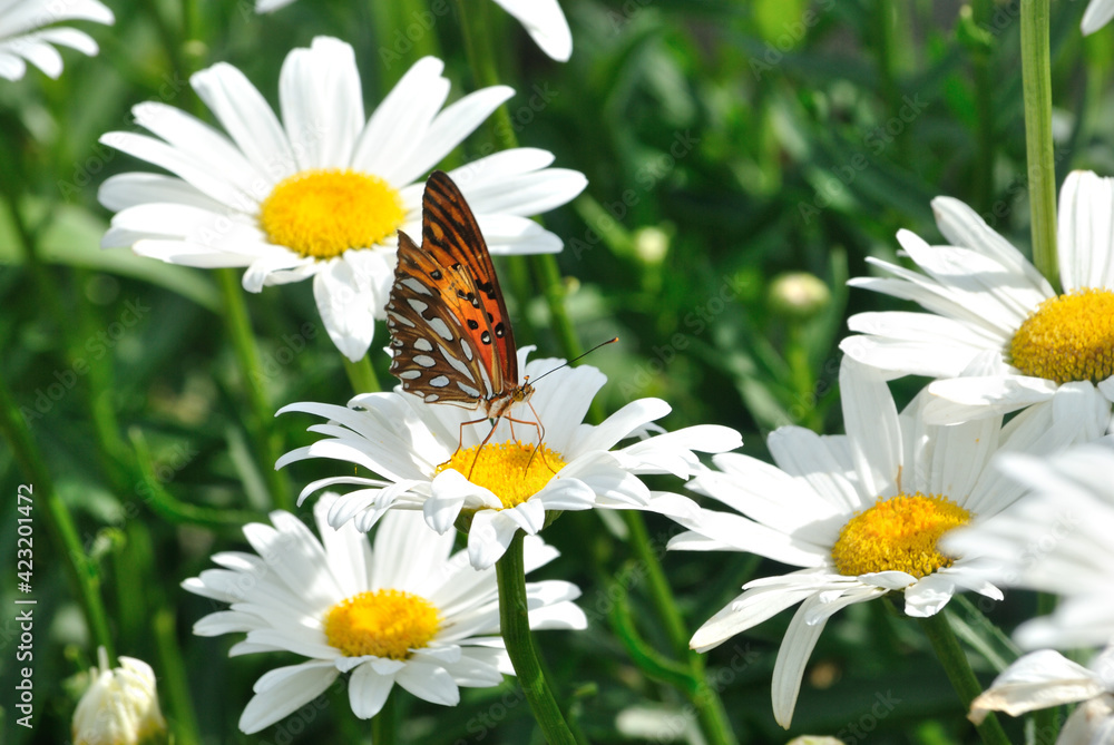 Mariposa en las margaritas Mariposa en las margaritas