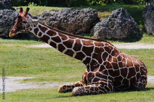 Photography giraffe in the grass