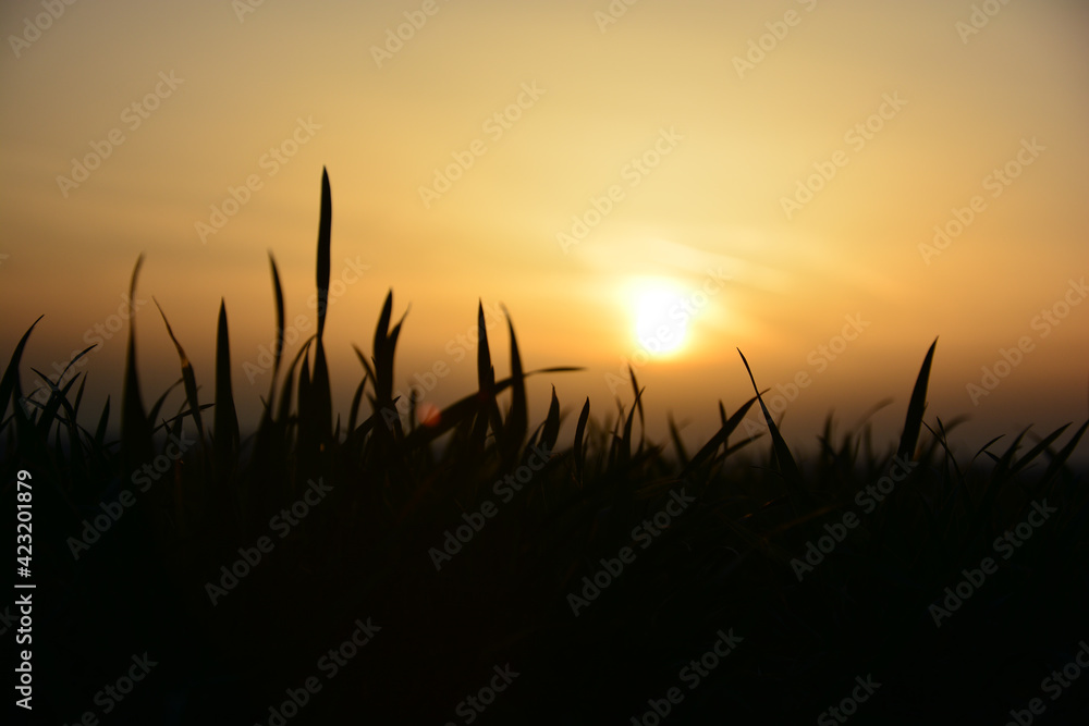 Silhouette von Gräsern im Sonnenuntergang über einem Feld, Natur in der Nahaufnahme 