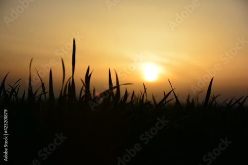 Silhouette von Gr  sern im Sonnenuntergang   ber einem Feld  Natur in der Nahaufnahme 