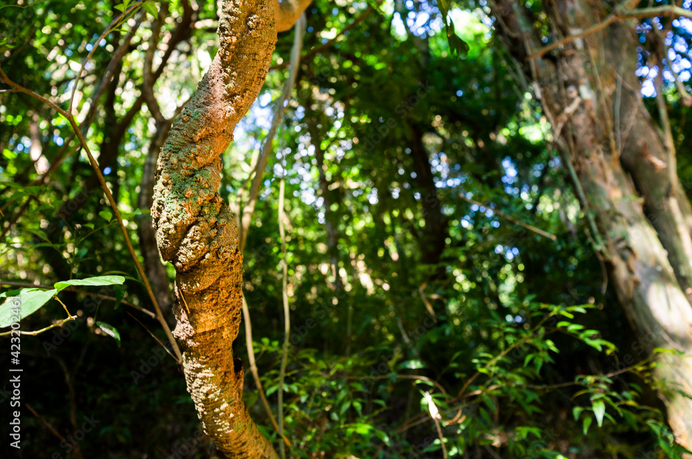 Fototapeta premium tree in the jungle