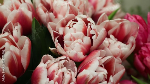 Background of pink and white tulips (flower variety Endless Live) in deep focus, large format