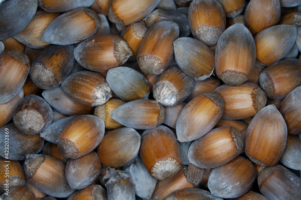 close-up of many freshly picked hazelnuts close-up of many freshly picked hazelnuts