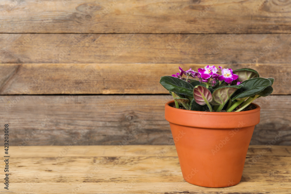 Beautiful blooming violet flower in pot on wooden table, space for text