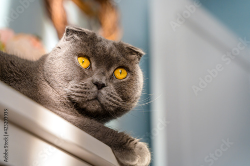 Beautiful grey cat scottish fold in a home interior with sun glare and flowers
