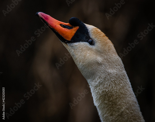 Mute swan stretching it's neck as part pf  a preening ritual. 