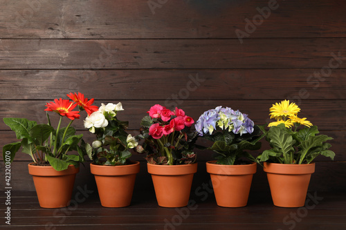 Different beautiful blooming plants in flower pots on wooden table