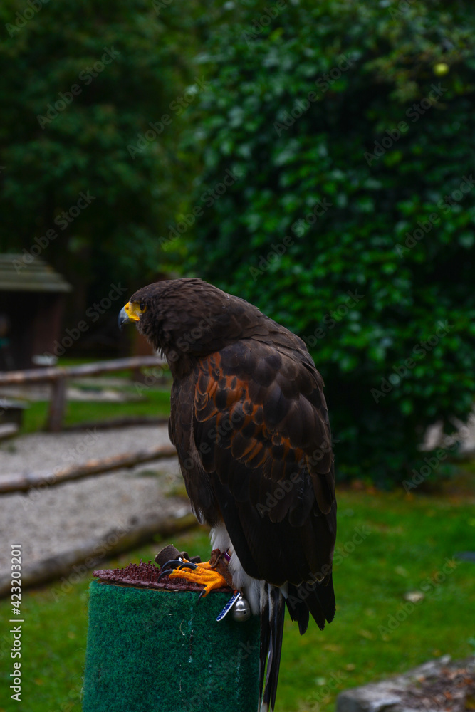 Fototapeta premium Bussard in einer Vogelshow Zoo
