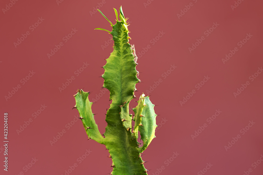 Obraz premium Cactus closeup on a colored background, copy space