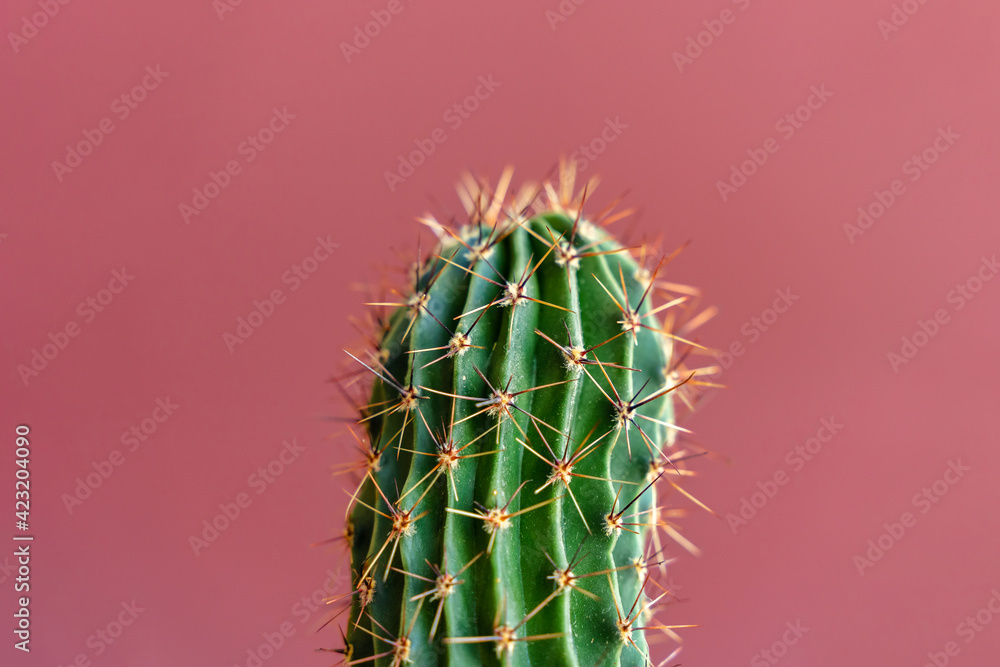 Obraz Cactus closeup on a colored background, copy space