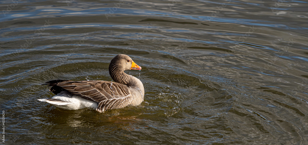 GreyLag Goose single portrait close up view washing and preening in lake