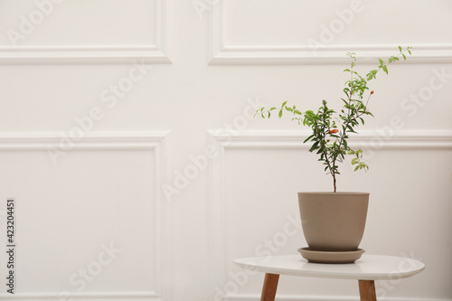 Young potted pomegranate tree on table near white wall indoors, space for text