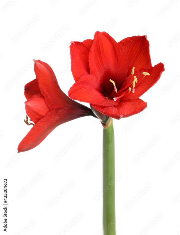 Beautiful red amaryllis flower isolated on white Beautiful red amaryllis flower isolated on white