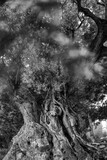 Ancient Olive Tree - Olivo milenario (Olea europaea), Moleta del Remei Iberian Village, Alcanar Village, La Senia Territory, Terres de l'Ebre, Tarragona, Catalunya, Spain