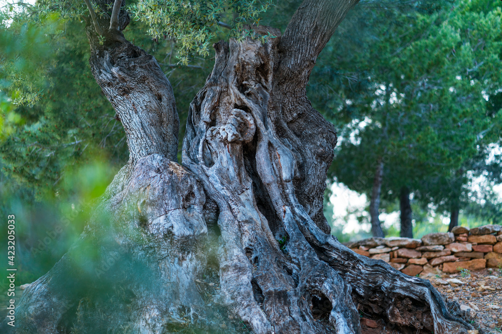 Ancient Olive Tree - Olivo milenario (Olea europaea), Moleta del Remei Iberian Village, Alcanar Village, La Senia Territory, Terres de l'Ebre, Tarragona, Catalunya, Spain