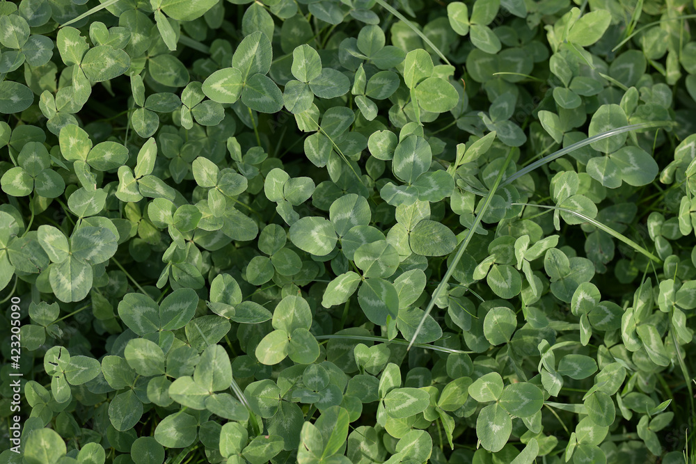 Unique texture of small clover with sparse grasses between leaves Unique texture of small clover with sparse grasses between leaves