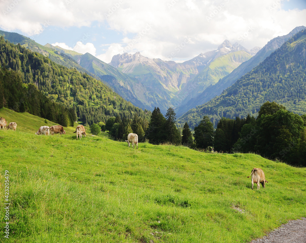 A herd of cows in Alpine mountains, Germany, Bavaria