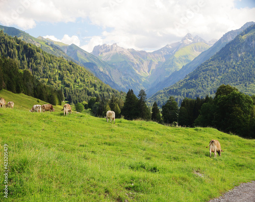 A herd of cows in Alpine mountains, Germany, Bavaria
