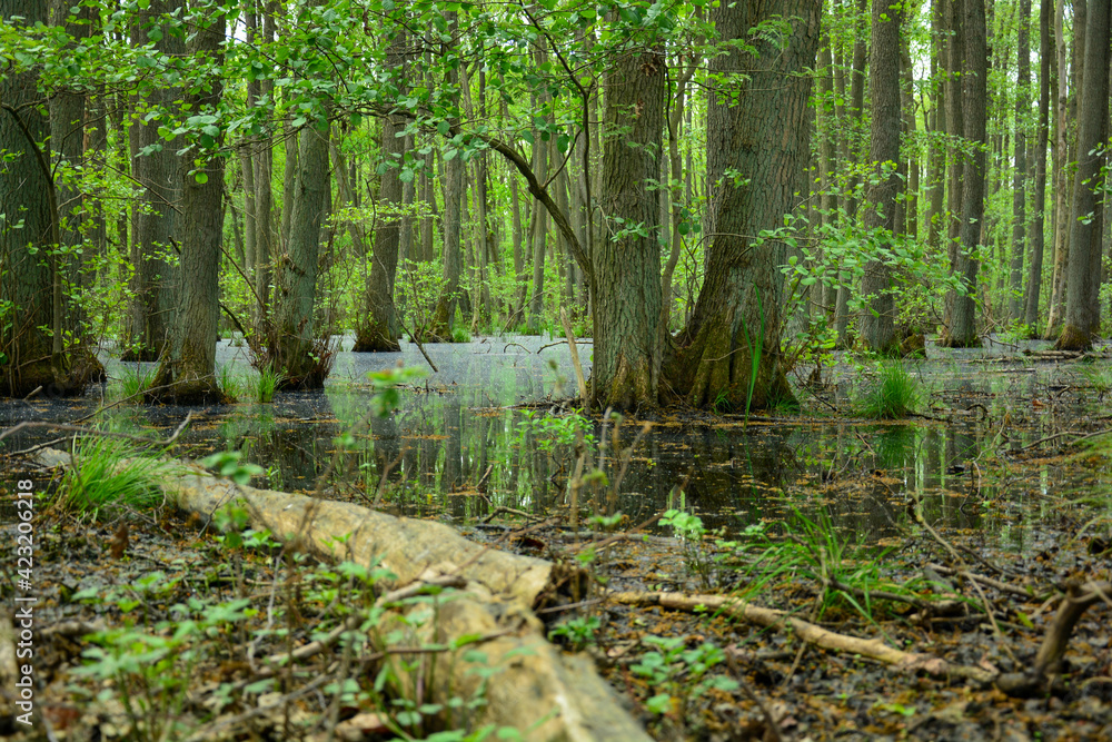 Bäume stehen im Wasser eines Moor, Sumpf in einem Wald mit Spiegelung ...