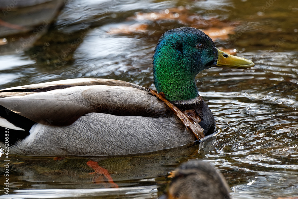 Obraz premium Héron cendré - ardea cinerea