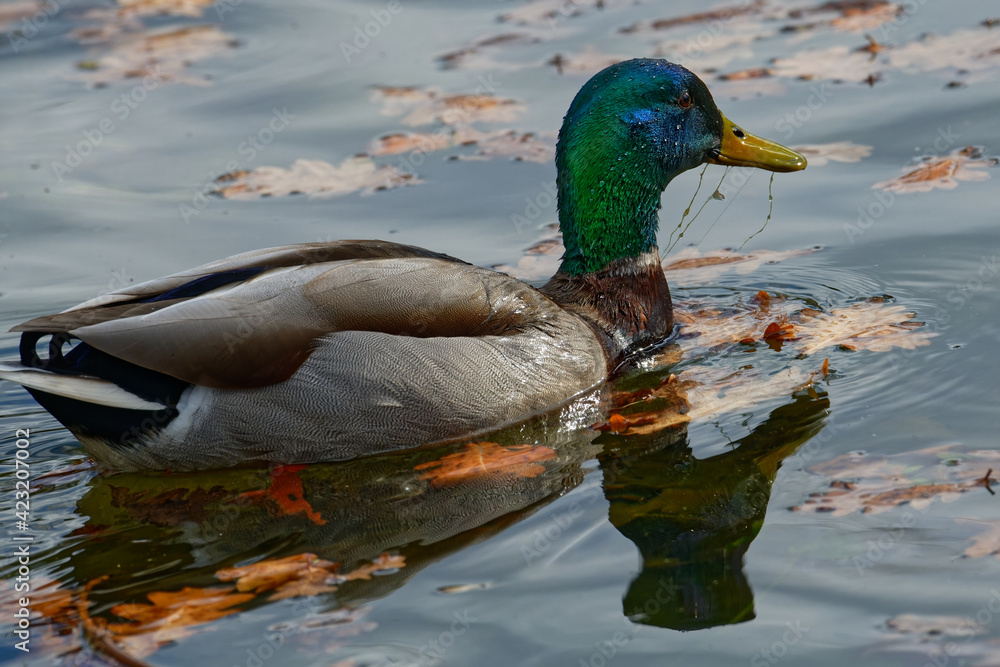 canard colvert - anas platyrynchos canard colvert - anas platyrynchos