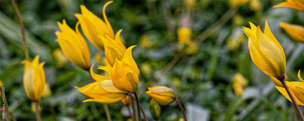 tulipe sauvage - tulipa sylvestris tulipe sauvage - tulipa sylvestris