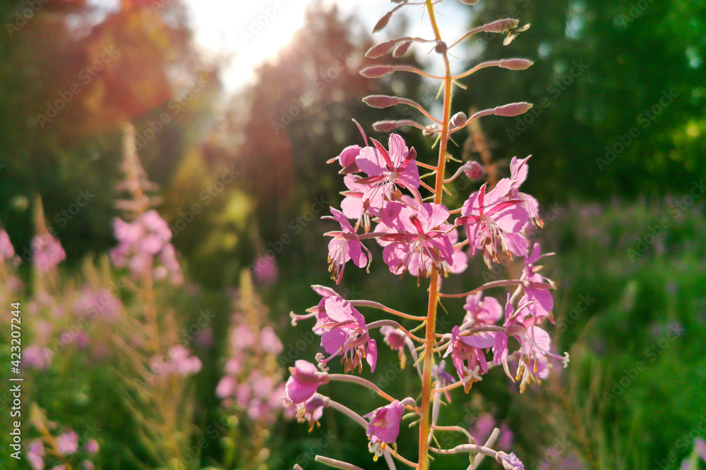 Obraz premium Fireweed, Blooming Sally, great willowherb is flowering plant with magenta pink flowers, healing herb