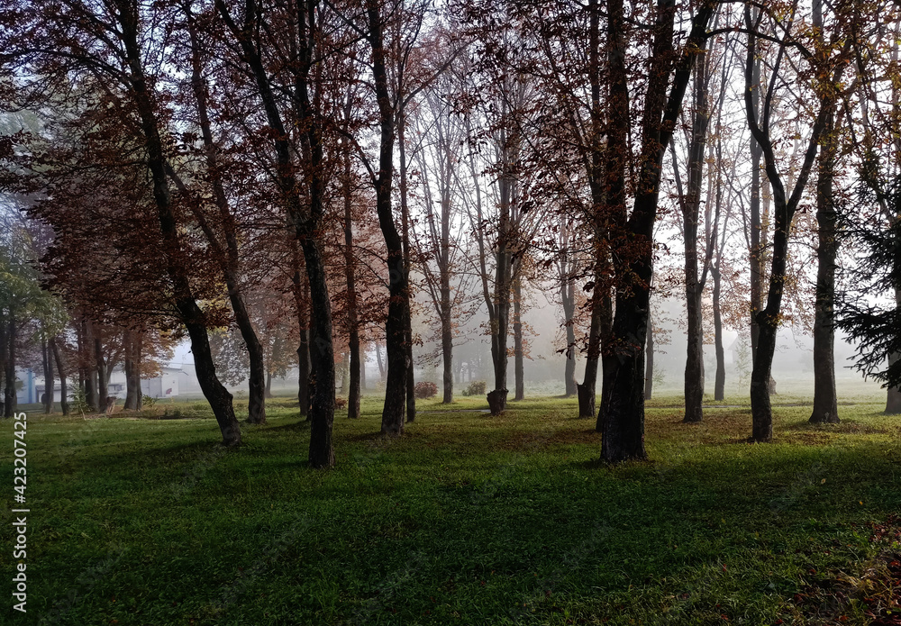 trees in the park trees in the park